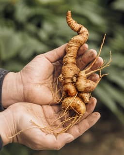 Bàn tay nâng củ sâm Ngọc Linh tươi — ảnh thực tế đi kèm hồ sơ