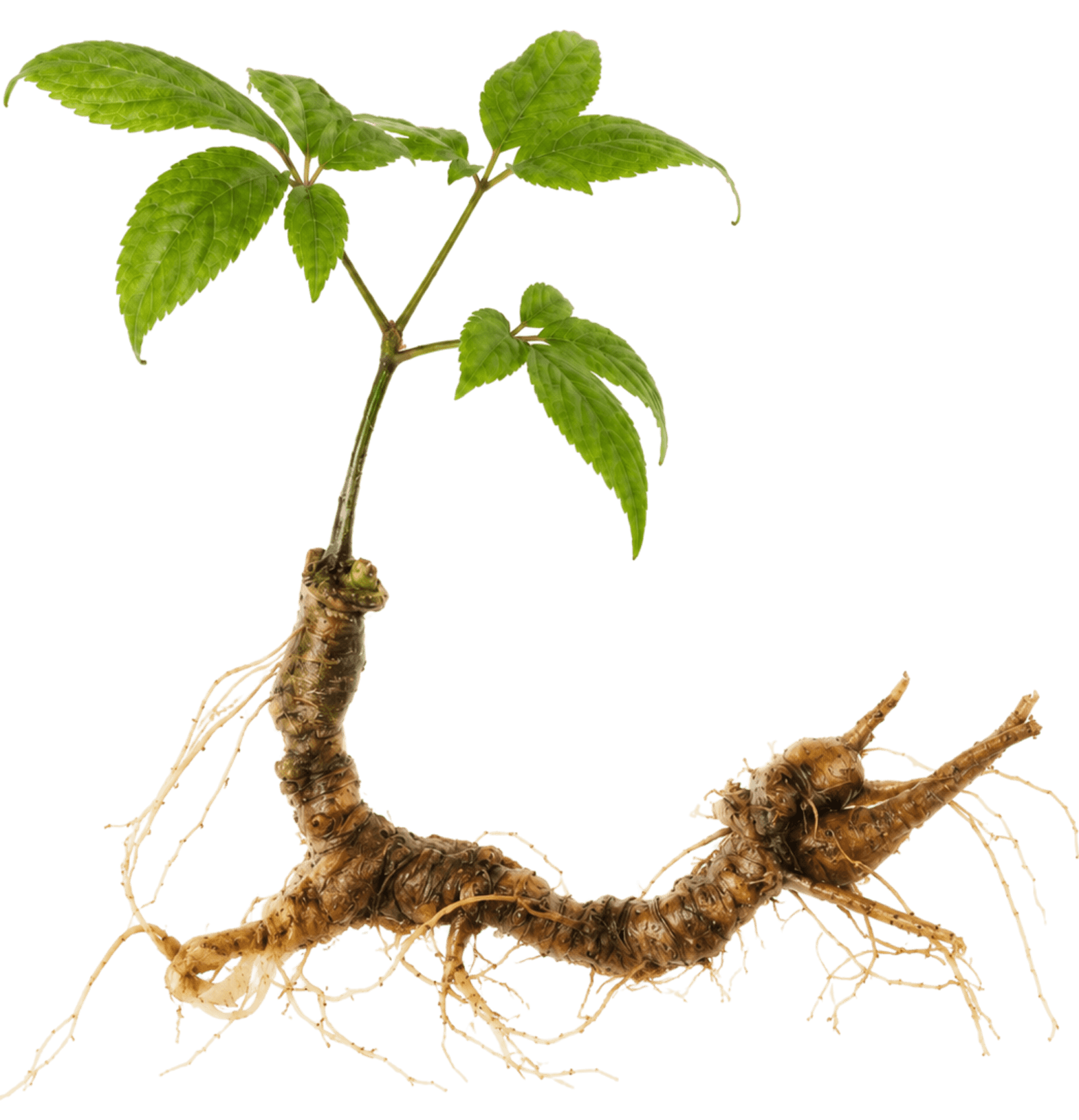 Fresh Ngọc Linh ginseng root with leaves